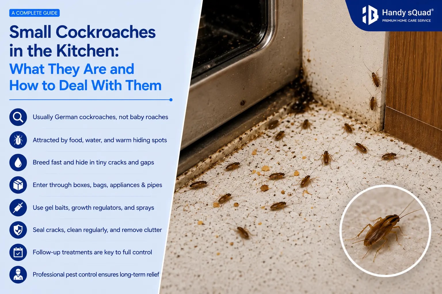 Small Cockroaches in the Kitchen What They Are and How to Deal With Them
